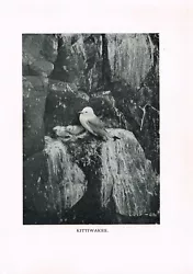 Buy Kittiwake Baby Chicks At Nest Antique Bird Picture Print 1912 BBAH#04 • 2.49£