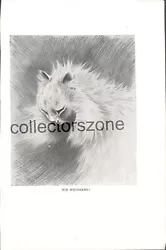 Buy Louis Wain Book Print Cat His Whiskers 2 Sided Print Taken From 1910 Book 9x7 In • 22£