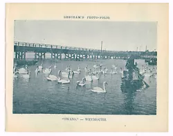 Buy Weymouth Swans Dorset Antique Print Picture 1900 BPF#1718 • 2.99£