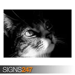 Buy DARK CAT VIEW (3576) Animal Poster - Picture Poster Print Art A0 A1 A2 A3 A4 • 1.10£