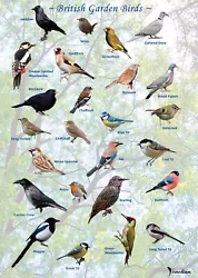 Buy British Garden Birds Identification Poster A4 Poster Print. • 3.99£