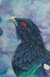 Buy Original Capercaillie Scottish Bird Realist Semi-abstract Pastel Painting15x23cm • 19.99£