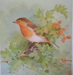 Buy Robin,  Book Print Of A  Painting By Gordon Beningfield • 1.99£