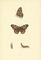Buy BRITISH BUTTERFLIES. Painted Lady. MORRIS 1893 Old Antique Print Picture • 11£