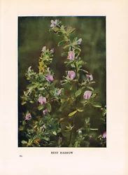 Buy Rest Harrow Wild Flower Print Antique 1912 H Essenhigh Corke Picture WFATG#95 • 2.99£
