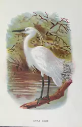 Buy Antique Print Little Egret C1890 Publish In Lloyd's Natural History Plate #lxvii • 7.50£