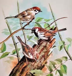 Buy HOUSE SPARROW + TREE SPARROW. VINTAGE 1960s PRINT OF A  PAINTING BY BASIL EDE • 2.99£