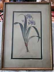 Buy Vintage Framed Picture, Iris Fimbriata, Iris Frangee,  Iris, Flowers Flower... • 57.35£