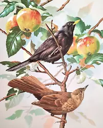 Buy BLACKBIRDS IN APPLE TREE. VINTAGE 1960s PRINT OF A  PAINTING BY BASIL EDE • 2.99£