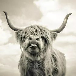 Buy Grey Highland Cow CANVAS WALL ART HOME DECOR PICTURE PRINT FRAMED 16X16INCHES • 25£