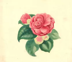 Buy Mid 19th Century Watercolour - Pink Flower • 24£