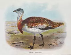 Buy Antique Print Great Bustard C1890 Pub. In Lloyd's Natural History Plate #lxxiv • 7.50£
