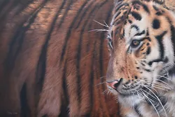 Buy Original Tiger Oil Painting  Indy  By Sam Dolman • 1,475£