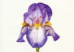 Buy Purple Bearded Iris Botanical Watercolour Art PRINT From An Original Painting • 23.10£