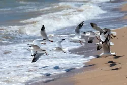 Buy Seagulls Waves Beach Birds Canvas Wall Art Picture Print 30 X20  • 29.99£