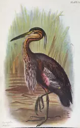 Buy Antique Print Purple Heron C1890 Published In Lloyd's Natural History Plate #lxv • 7.50£