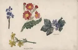 Buy Floral Still Life Flowers Studies - Watercolour Painting - 19th Century • 40£