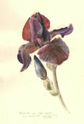 Buy M. Swindlehurst - 2005 Watercolour, Siberian Iris • 40£