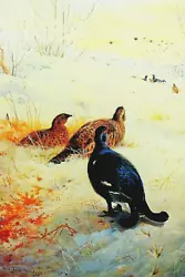 Buy Winter In The Glen, Black Grouse,  A Print Of A Painting By A. Thorburn. • 1.99£