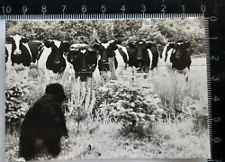 Buy Original Photo Dog Poodle Cows Cattle 60s 1968 • 2.32£