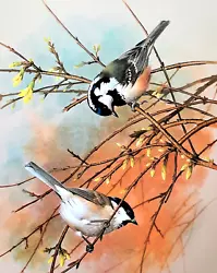 Buy COAL TIT And MARSH TIT IN TREE. VINTAGE 1960s PRINT OF A PAINTING BY BASIL EDE • 2.99£