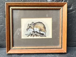 Buy Vintage Framed Art Work Long Tailed Wood Mouse By Susan Woolley • 9.99£