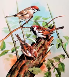 Buy TREE SPARROW And HOUSE SPARROW. VINTAGE 1960s PRINT OF A PAINTING BY BASIL EDE • 2.99£