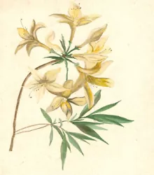 Buy Mid 19th Century Watercolour - Yellow Flowers • 22.40£