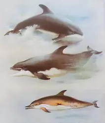 Buy .dolphins. Vintage Print Of A Painting By Thorburn • 1.99£