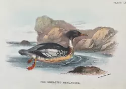 Buy Antique Print Red Breasted Merganser C1890 Pub Lloyd Natural History Plate #lxiv • 7.50£
