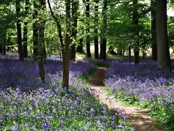 Buy Bluebell Woods Country Landscape Canvas Pictures Wall Artwork Prints All Sizes   • 149.99£