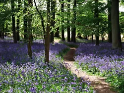 Buy Bluebell Woods Pathway Forest Canvas Picture English Countryside Wall Art Print • 94.99£