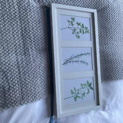 Buy Framed Watercolour Herb Paintings • 10£