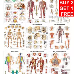 Buy Human Anatomy Chiropractic Educational Student Medical Poster Prints A4 A3 A2 A1 • 8.85£