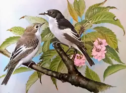 Buy PIED FLYCATCHER IN TREE. VINTAGE 1980s PRINT OF A  PAINTING BY BASIL EDE • 2.29£