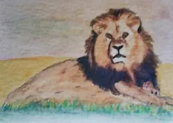 Buy Aceo Art Card 2.5 X 3.5 Inch Lion Nature Watercolour Pencil Painting.Wildlife • 3.50£