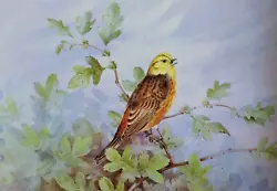Buy Yellowhammer,  Book Print Of A  Painting By G Beningfield • 2.15£