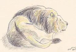 Buy OSWOA Sleepy Lion Original Pencil Art Postcard Animals  Cat • 7£