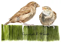 Buy ACEO  2.5 X 3.5  'House Sparrow' Bird CANVAS PRINT Of Original Watercolour • 2.99£