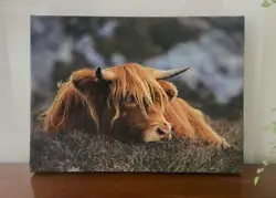 Buy Sale Scottish Highland Cow Framed Canvas Picture Print Wall Art  Decor Interiors • 25£