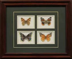 Buy Four Butterflies Watercolour By Jon Shaw • 755.99£