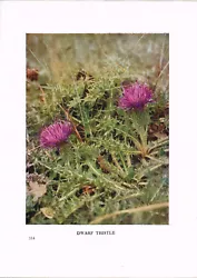 Buy Dwarf Thistle Wild Flower Print Antique 1912 H Essenhigh Corke Picture WFATG#114 • 2.99£