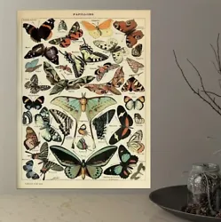 Buy Butterfly, Print On Canvas 30cm X 42cm, Unframed • 22£