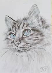 Buy ACEO Cat Drawing Watercolor Pencil By The Author Original Not Print • 10.50£