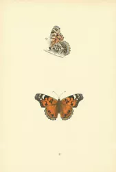 Buy BRITISH BUTTERFLIES. Scarce Painted Lady. MORRIS 1893 Old Antique Print • 9£