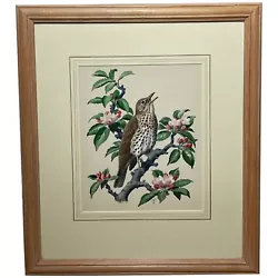 Buy Watercolour  Chirping Song Thrush Bird  By Charles Frederick Tunnicliffe OBE RA • 28,000£