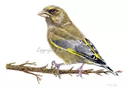 Buy ACEO 2.5  X 3.5  Canvas Print Of Watercolour 'Greenfinch' By Bird E.Wardle • 2.99£