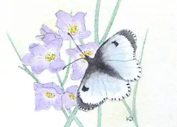 Buy Aceo,Butterfly,Orange Tip,Watercolor,Painting,Contemporary Art,Miniature,Nature • 5£