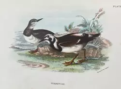 Buy Antique Print Turnstone C1890 Published In Lloyd's Natural History Plate #lxxx • 7.50£