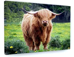 Buy Stunning Highland Cow Canvas Picture Print Wall Art Deep Framed • 37.77£